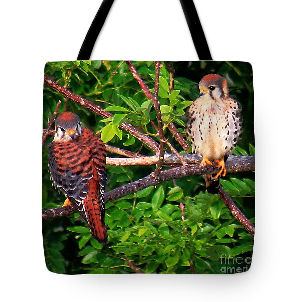 Falcons Tote Bag featuring the photograph Caribbean Falcons by Alice Terrill