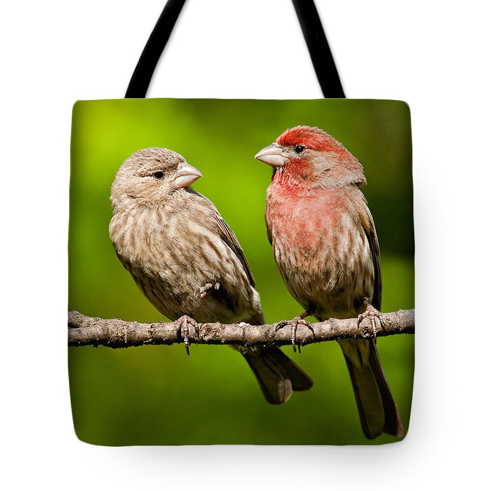 Affectionate Tote Bag featuring the photograph Pair of House Finches in a Tree by Jeff Goulden