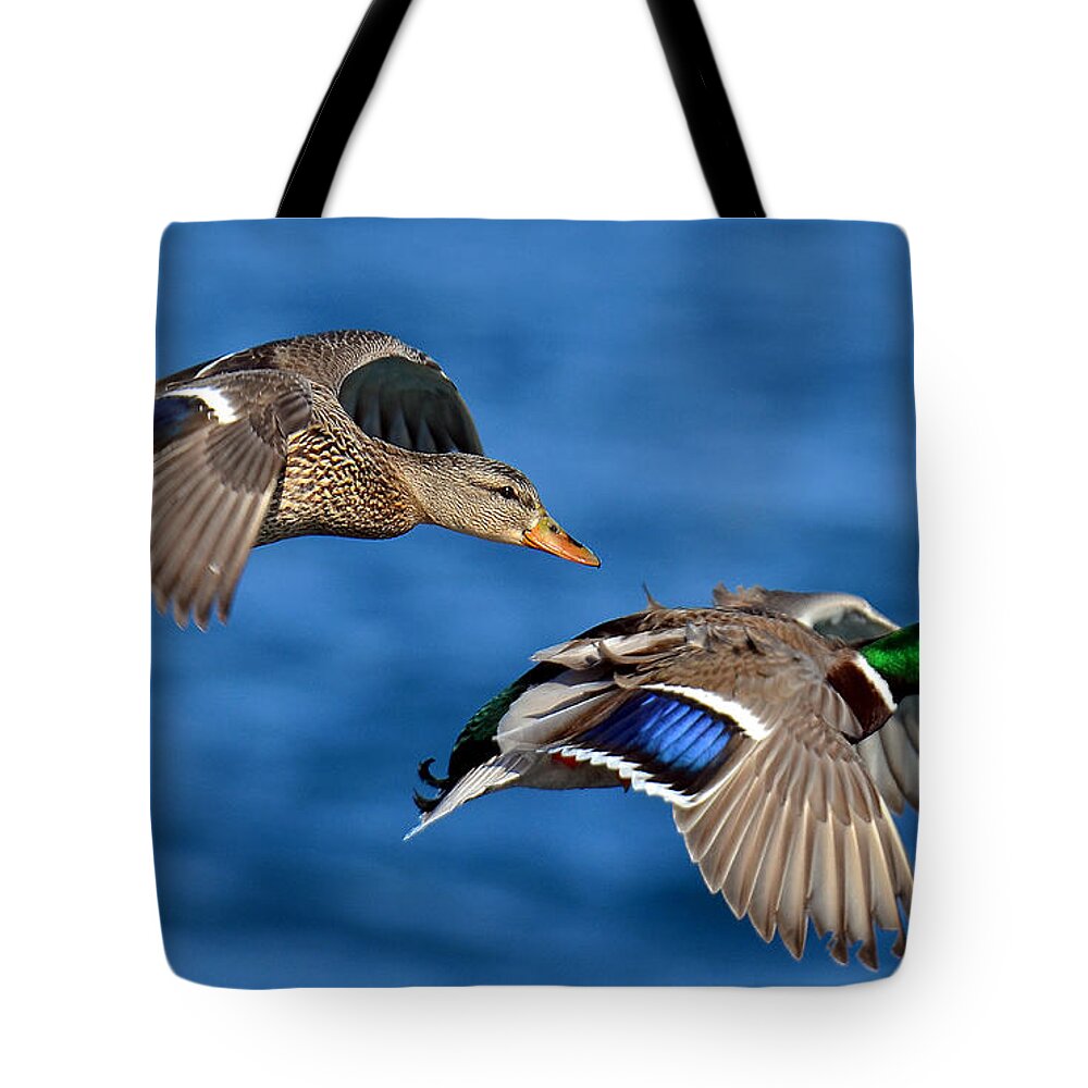 Duck Tote Bag featuring the photograph Pair of Mallards in Flight by Rodney Campbell