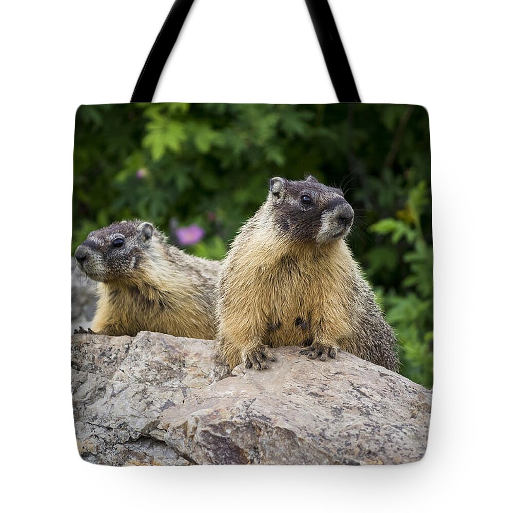 Yellow-bellied Marmots Tote Bag featuring the photograph Pair of Marmots by Maria Janicki