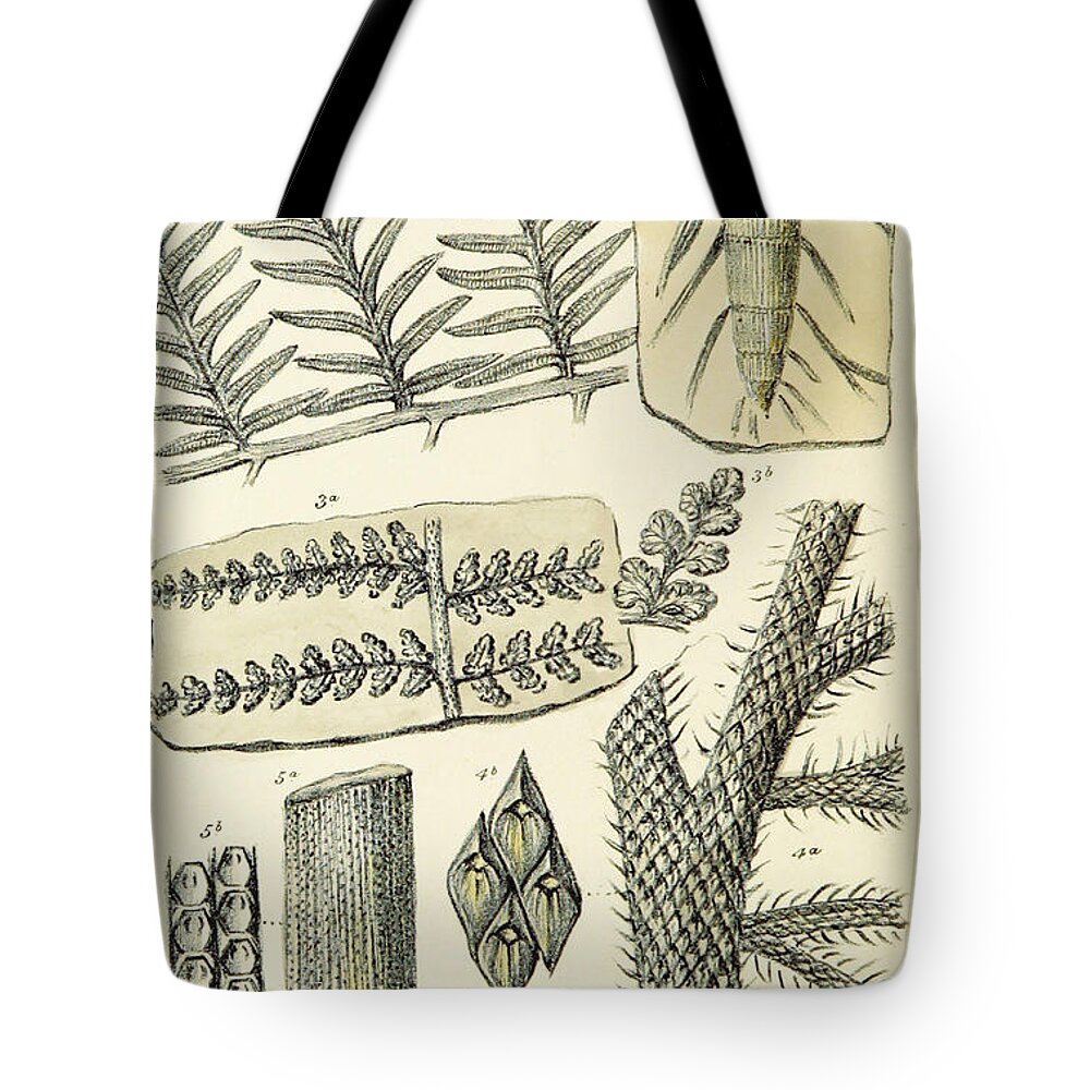 Historic Tote Bag featuring the photograph Paleozoic Flora, Calamites, Illustration by British Library