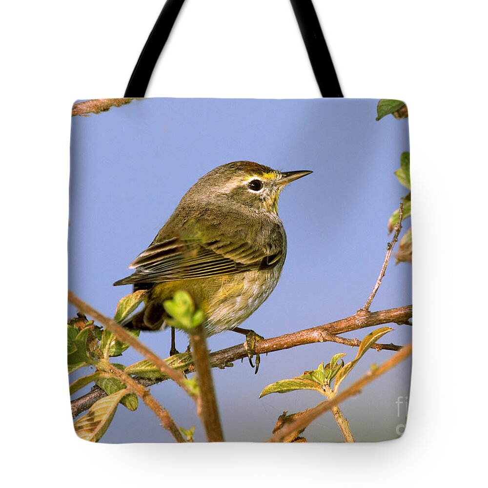 Palm Warbler Tote Bag featuring the photograph Palm Warbler by Anthony Mercieca