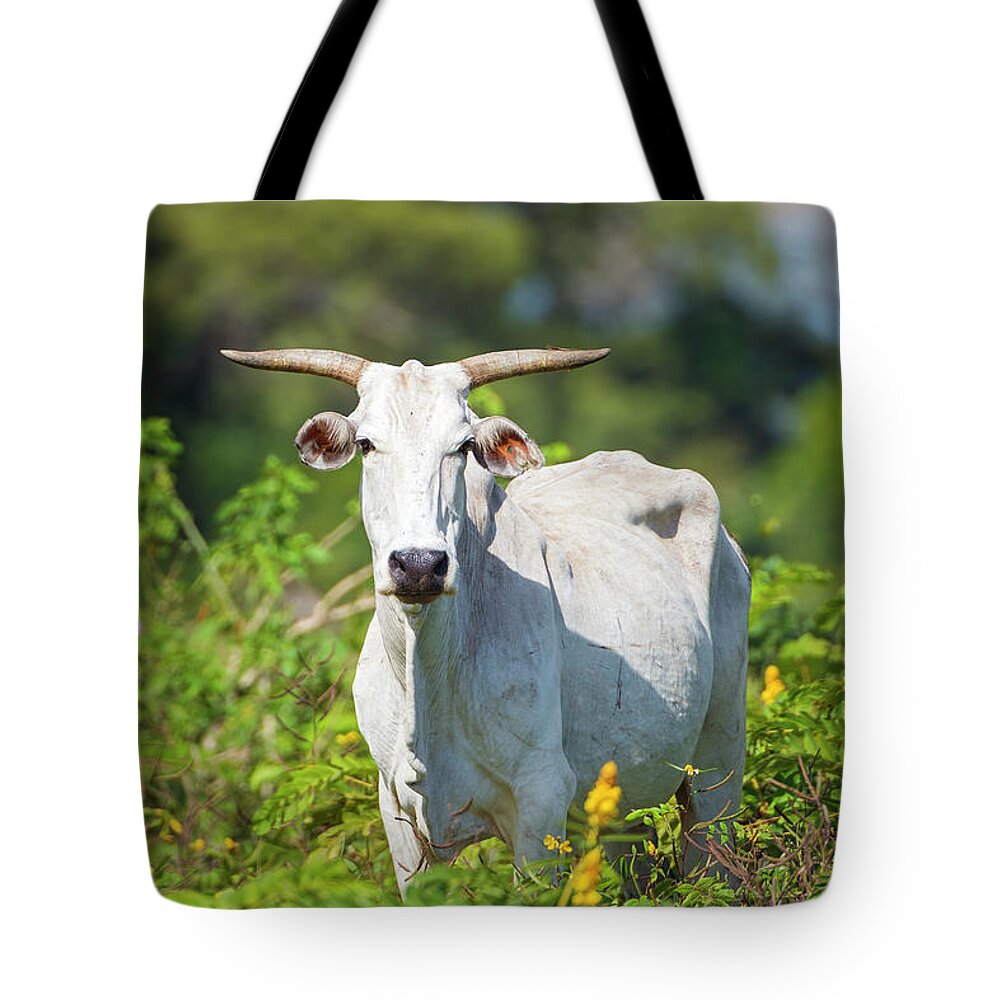 Shadow Tote Bag featuring the photograph Pantaneiro Cow by Picture By Tambako The Jaguar