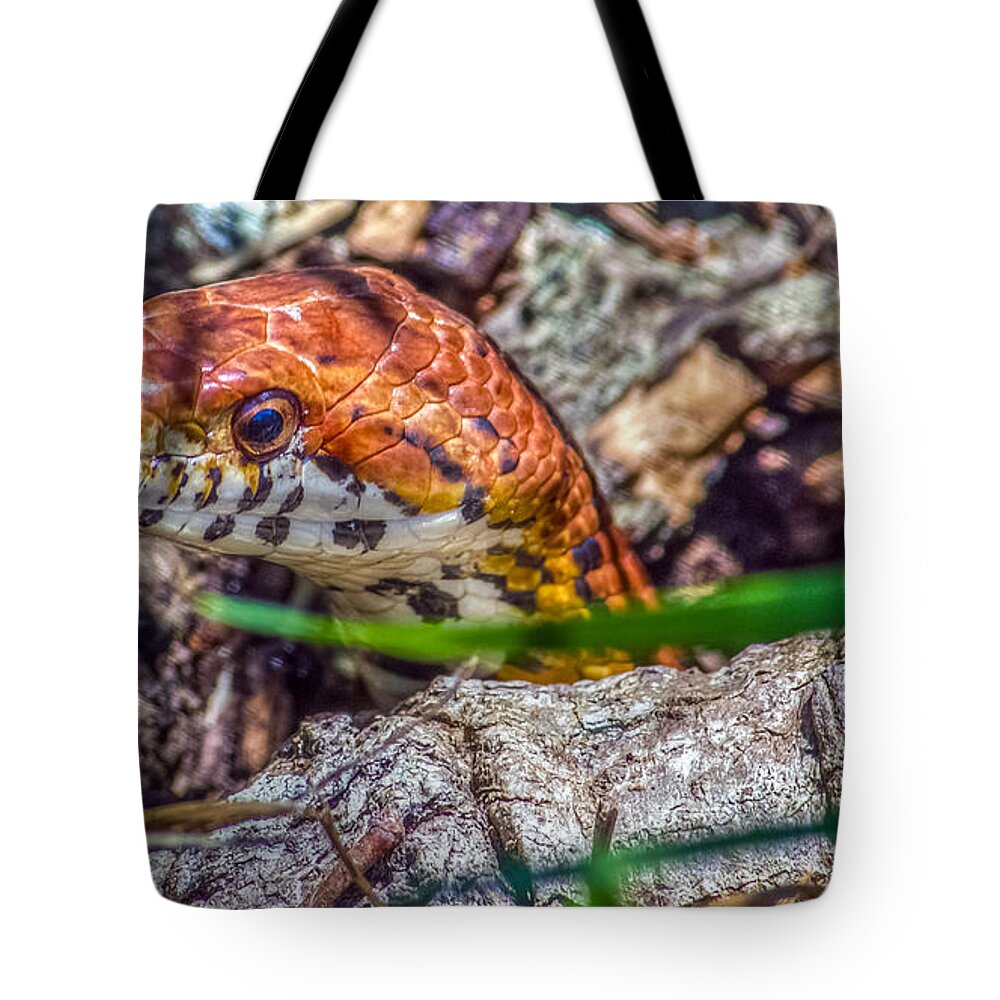 Animal Tote Bag featuring the photograph Pantherophis guttatus by Traveler's Pics