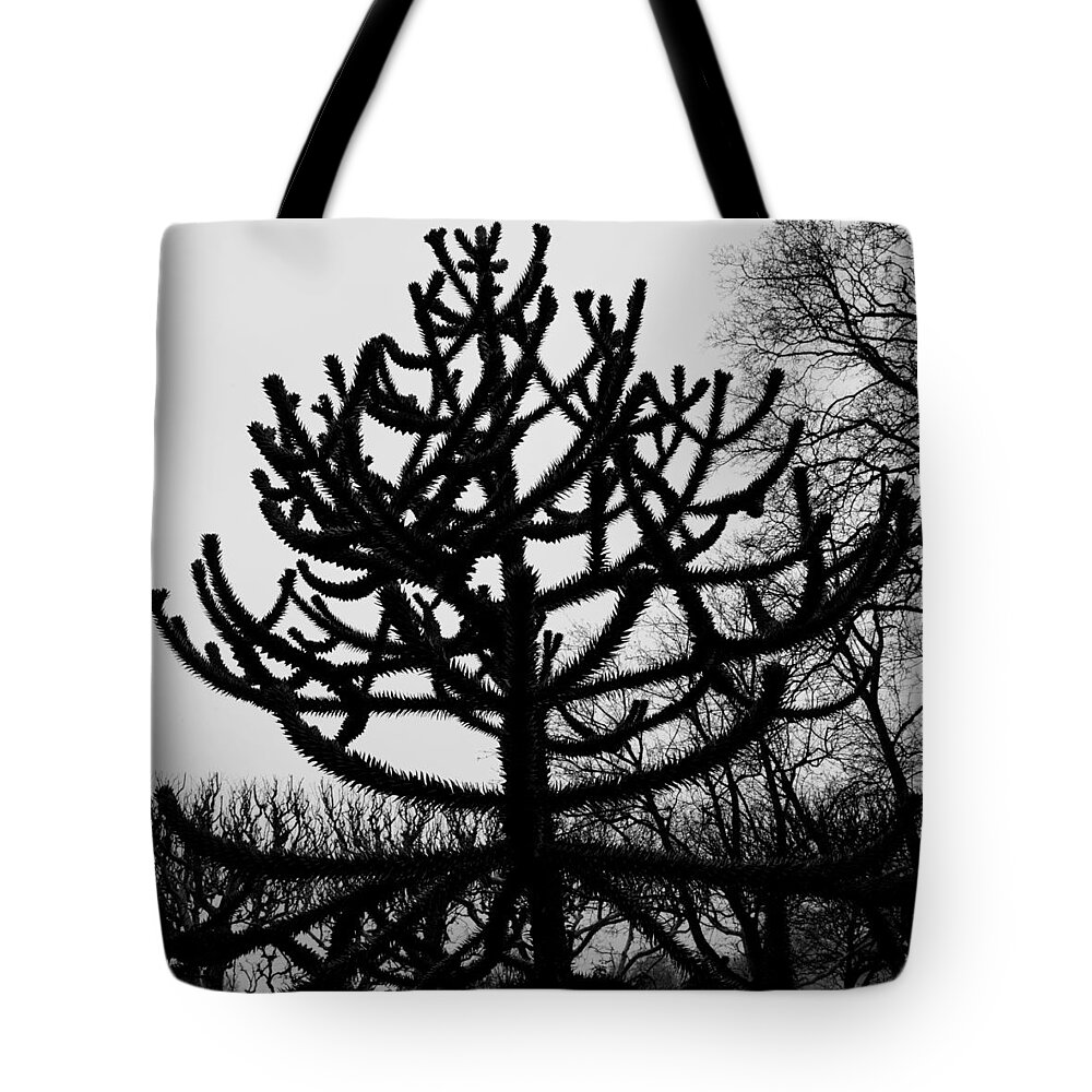 Paris Tote Bag featuring the photograph Paris Black and White Tree in the Jardin des Plantes by Evie Carrier