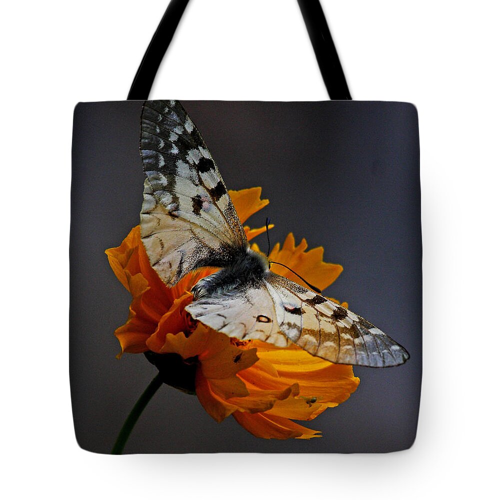 Nature Tote Bag featuring the photograph Parnassian on Flower by Stephanie Salter