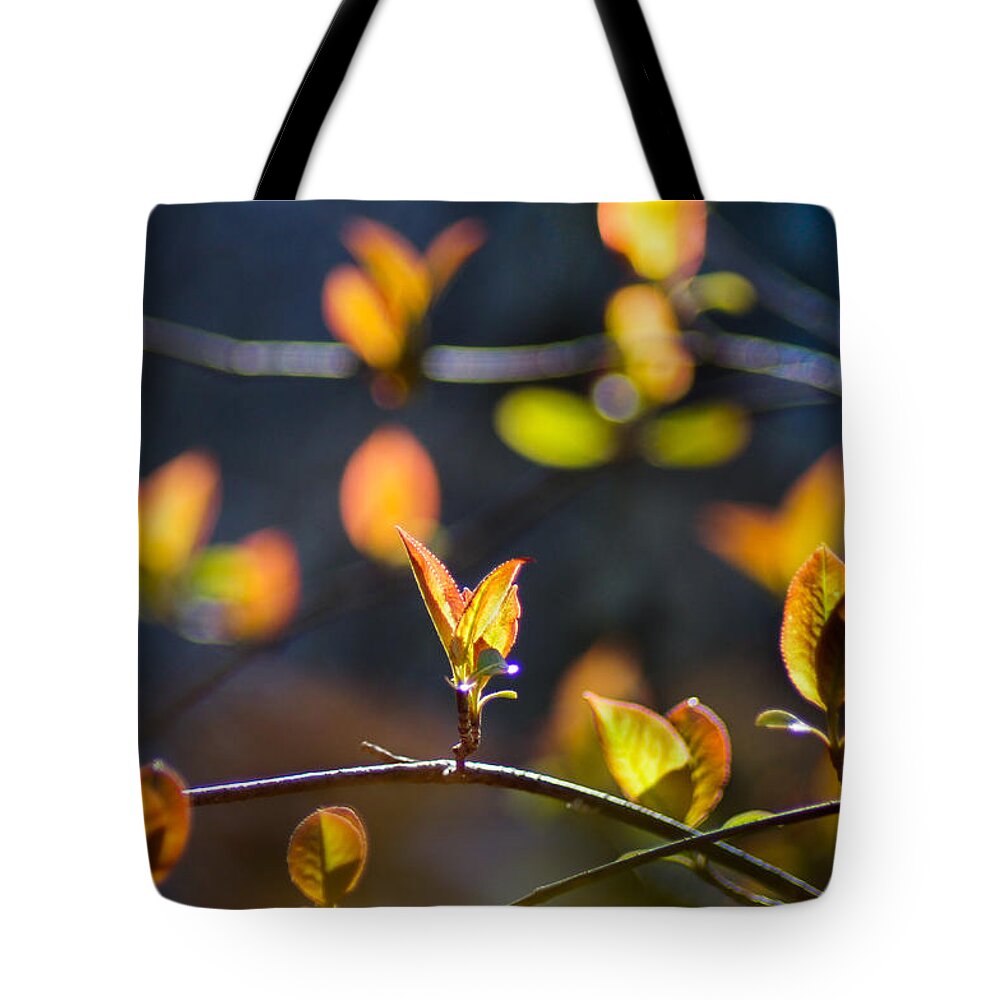 Leaves Tote Bag featuring the photograph Party Lights by Bill Pevlor