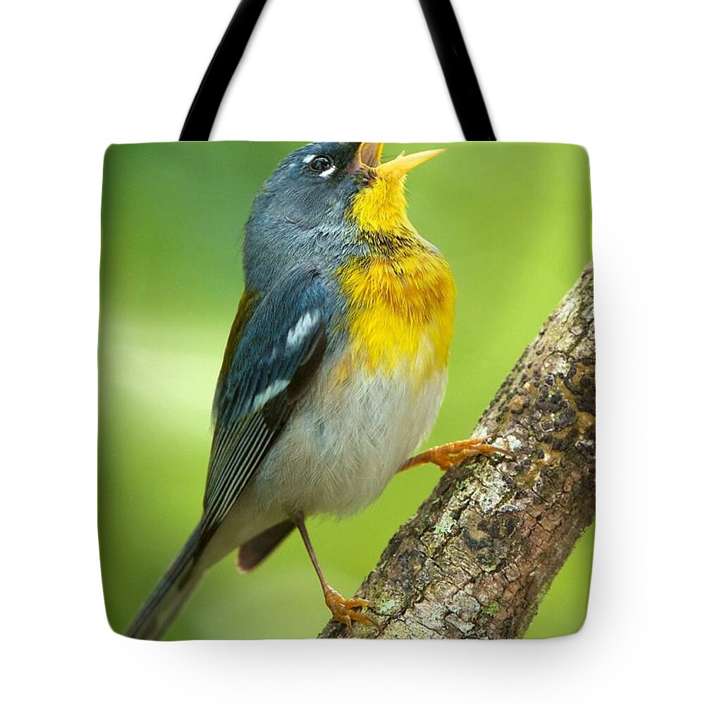 Northern Parula Tote Bag featuring the photograph Parula Song by David Beebe