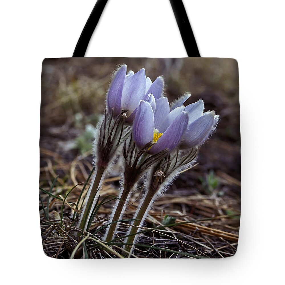 Flowers Tote Bag featuring the photograph Pasque flower by Steven Ralser