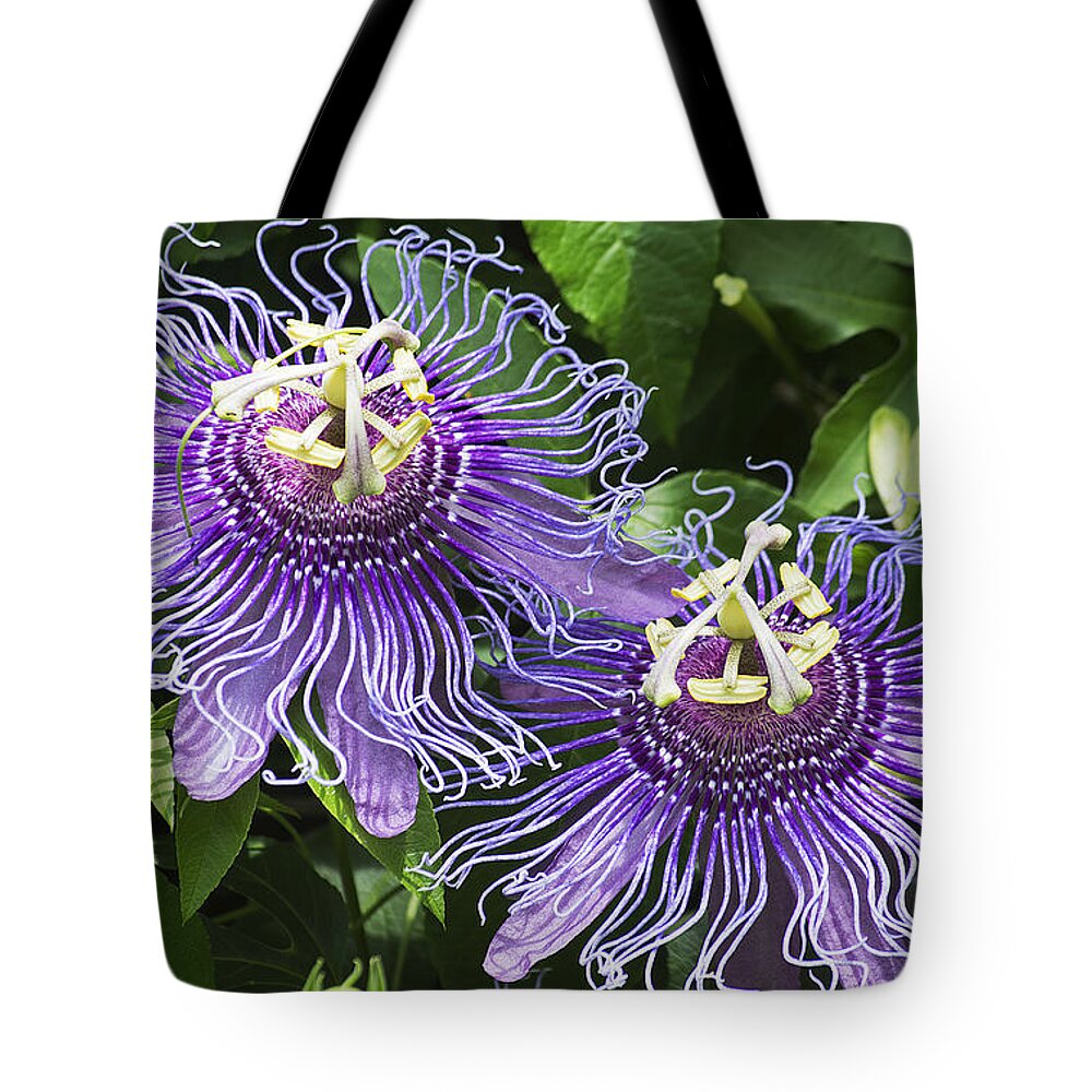 Nature Tote Bag featuring the photograph Passion Flowers by Kenneth Albin