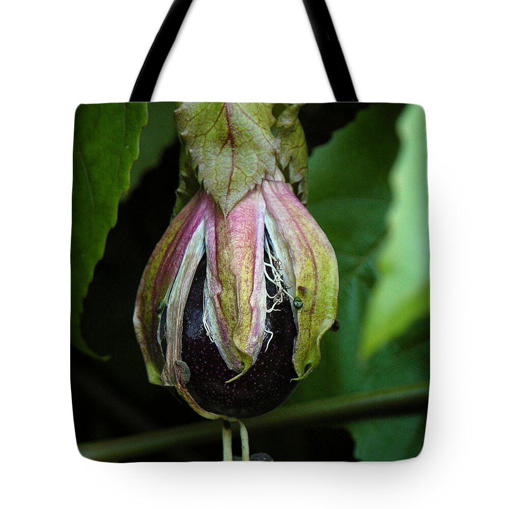 Passion Fruit Tote Bag featuring the photograph Passion Fruit 10-17-13 by Julianne Felton by Julianne Felton