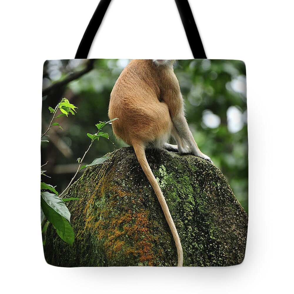 Thomas Marent Tote Bag featuring the photograph Patas Monkey by Thomas Marent