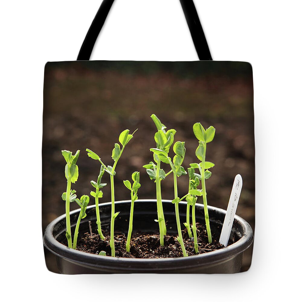 Outdoors Tote Bag featuring the photograph Pea Shoots Edible In Pot by Simon Battensby