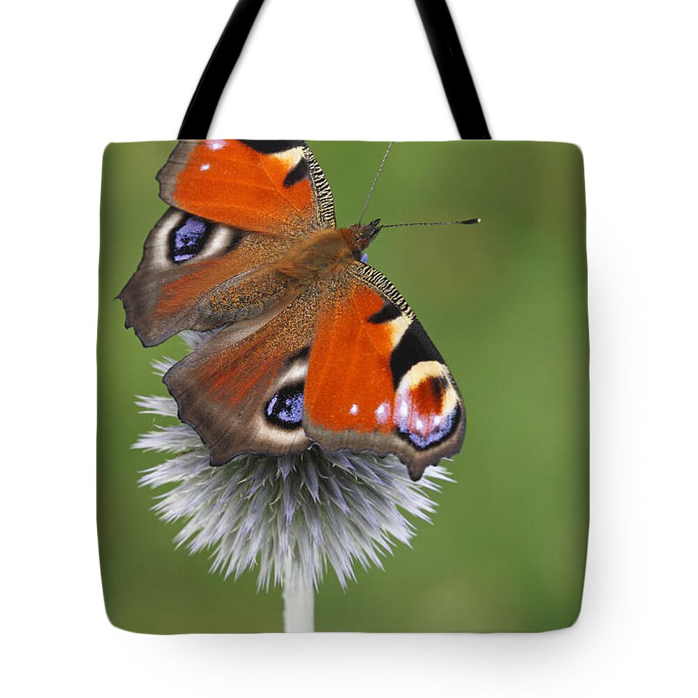 Silvia Reiche Tote Bag featuring the photograph Peacock Butterfly Netherlands by Silvia Reiche