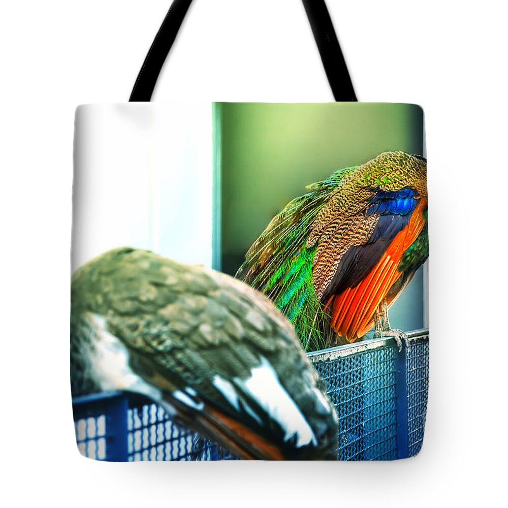 Peacock Tote Bag featuring the photograph Peacocks by Gina Koch