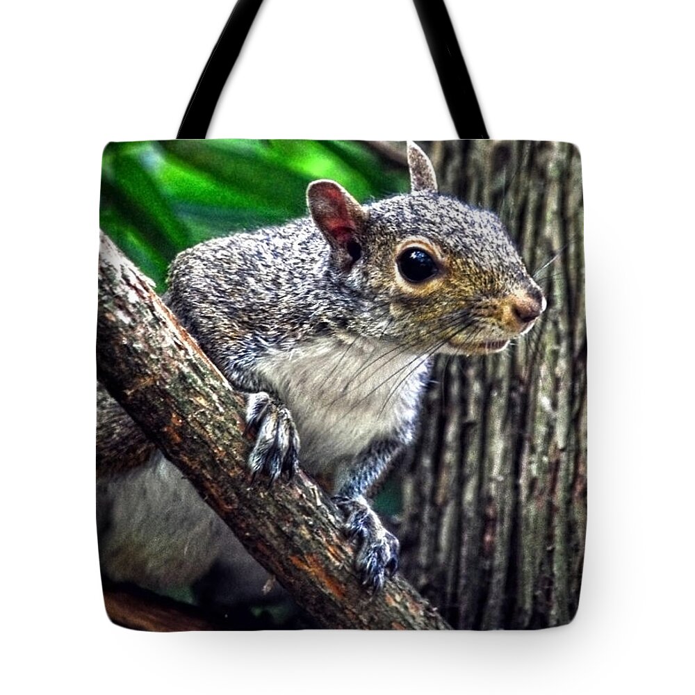 Squirrel Tote Bag featuring the photograph Peanut? Treat? by Sandi OReilly