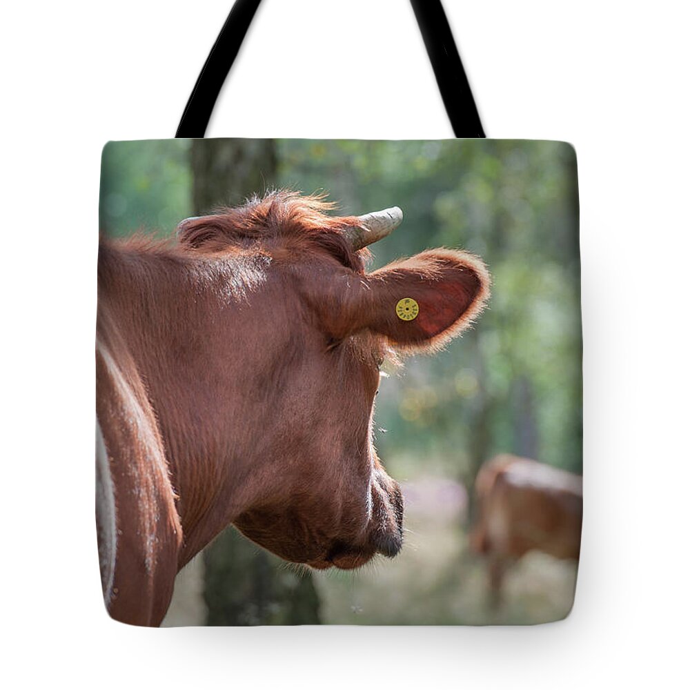 Horned Tote Bag featuring the photograph Peeping Cow by Ingeborg Ruyken Photography