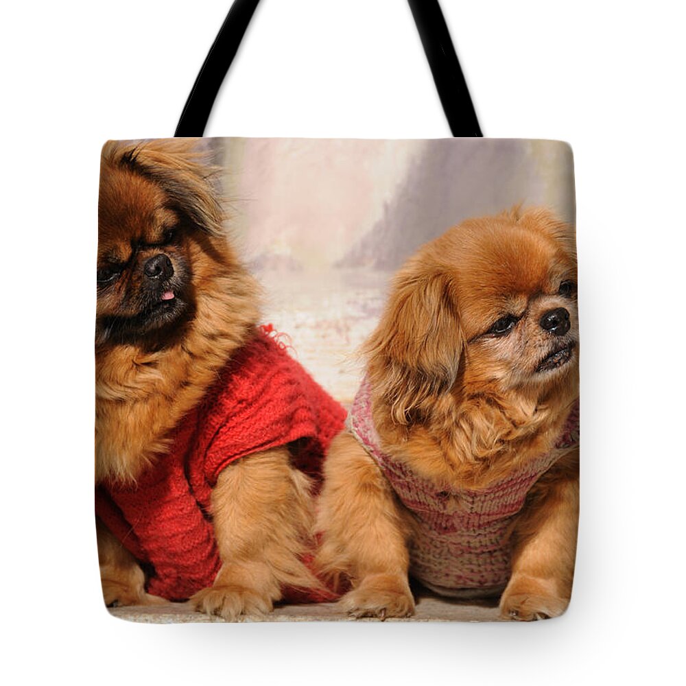 Pekingese Tote Bag featuring the photograph Pekingese Pair by Jeremy Voisey