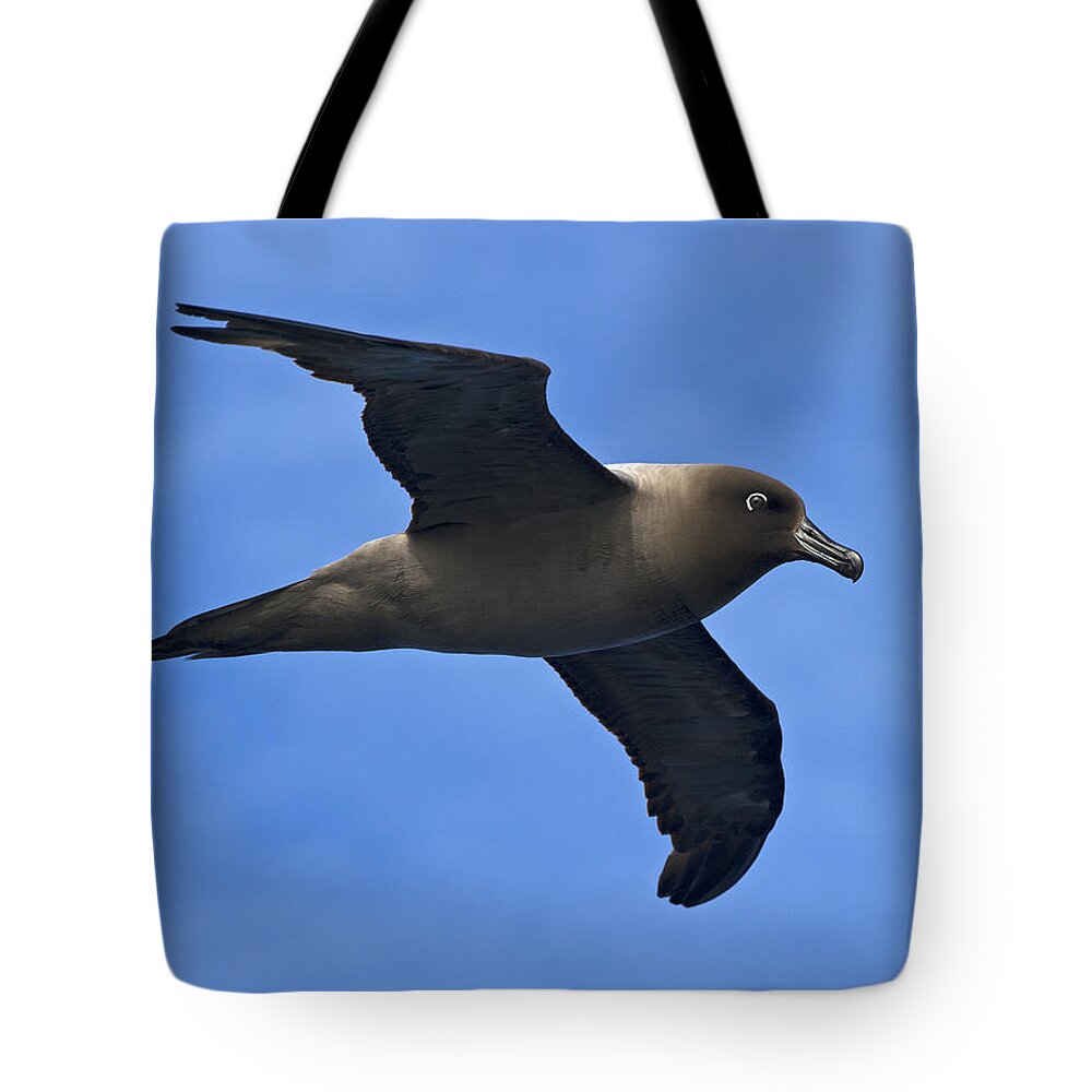 Festblues Tote Bag featuring the photograph Pelagic Seabird... by Nina Stavlund