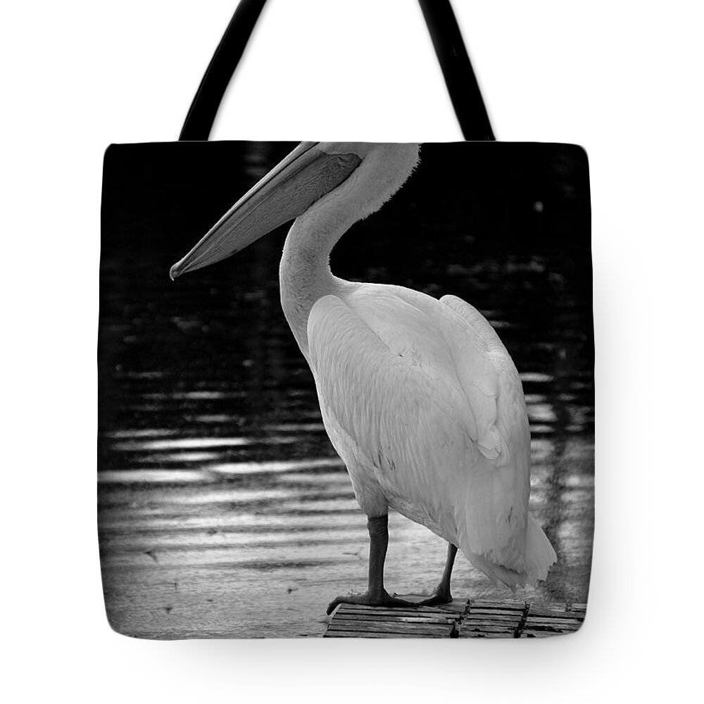 White Pelicans Tote Bag featuring the photograph Pelican in the Dark by Laurie Perry