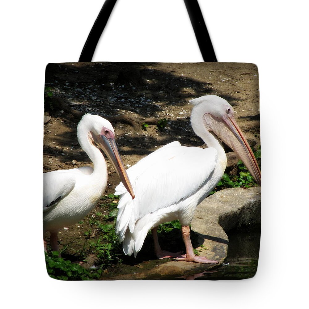 Pelicans Tote Bag featuring the photograph Pelicans III by Beth Vincent