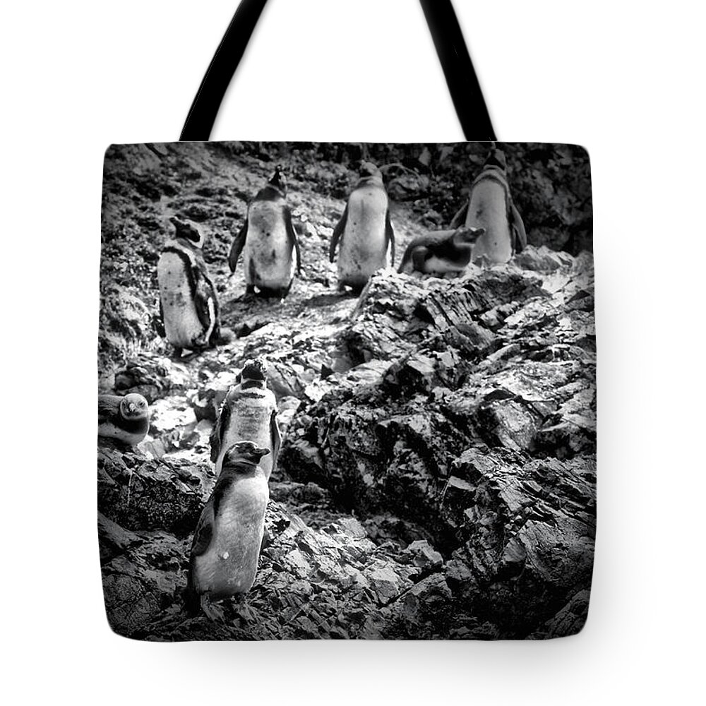 South America Tote Bag featuring the photograph Penguins by Richard Gehlbach