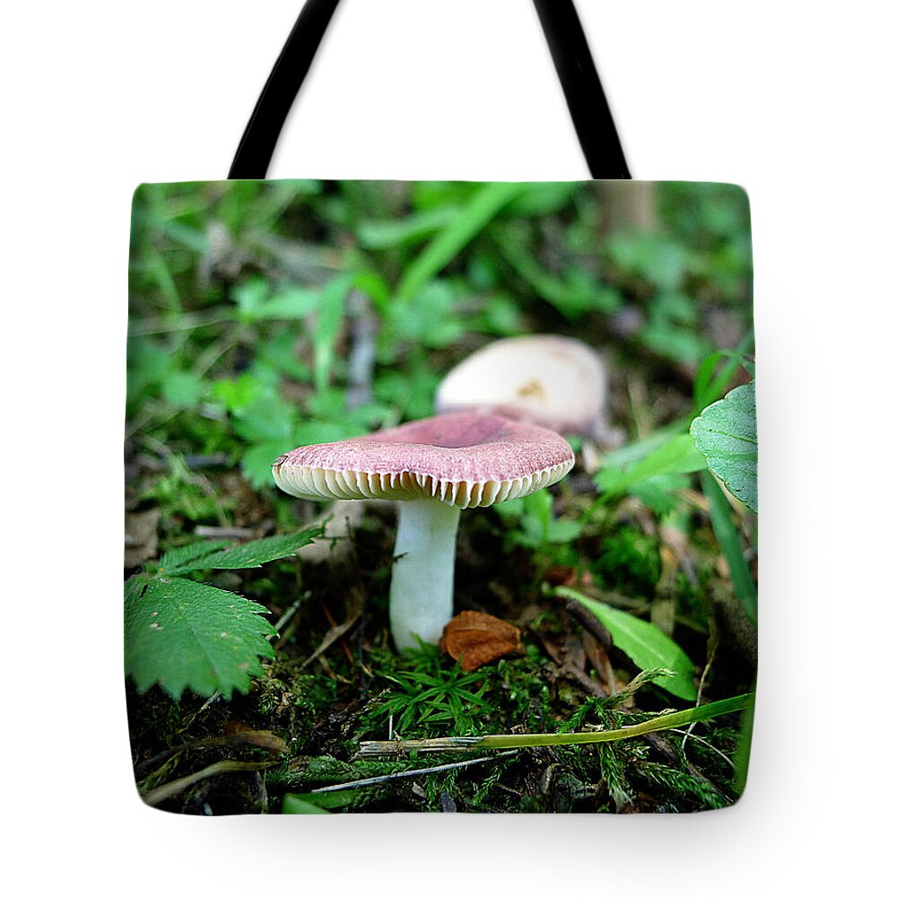 Mushroom Tote Bag featuring the photograph Pennsylvania Woodland Fungi 1 by Richard Reeve