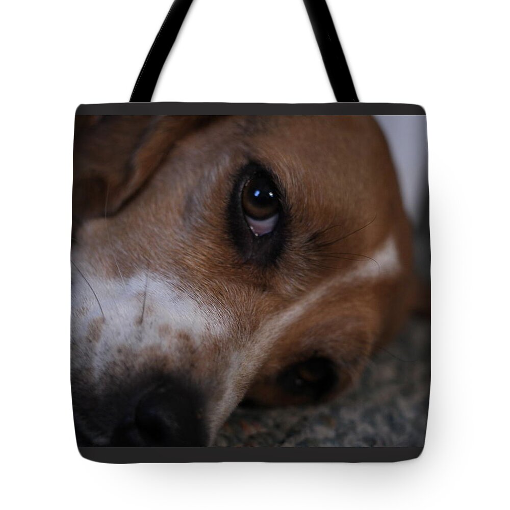 Beagle Tote Bag featuring the photograph Penny the Beagle Dog by Valerie Collins