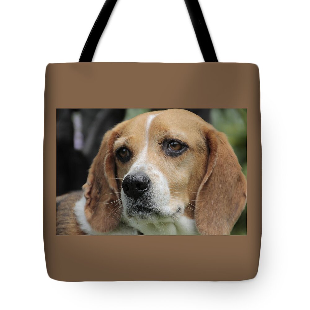 Beagle Tote Bag featuring the photograph The Beagle named Penny by Valerie Collins