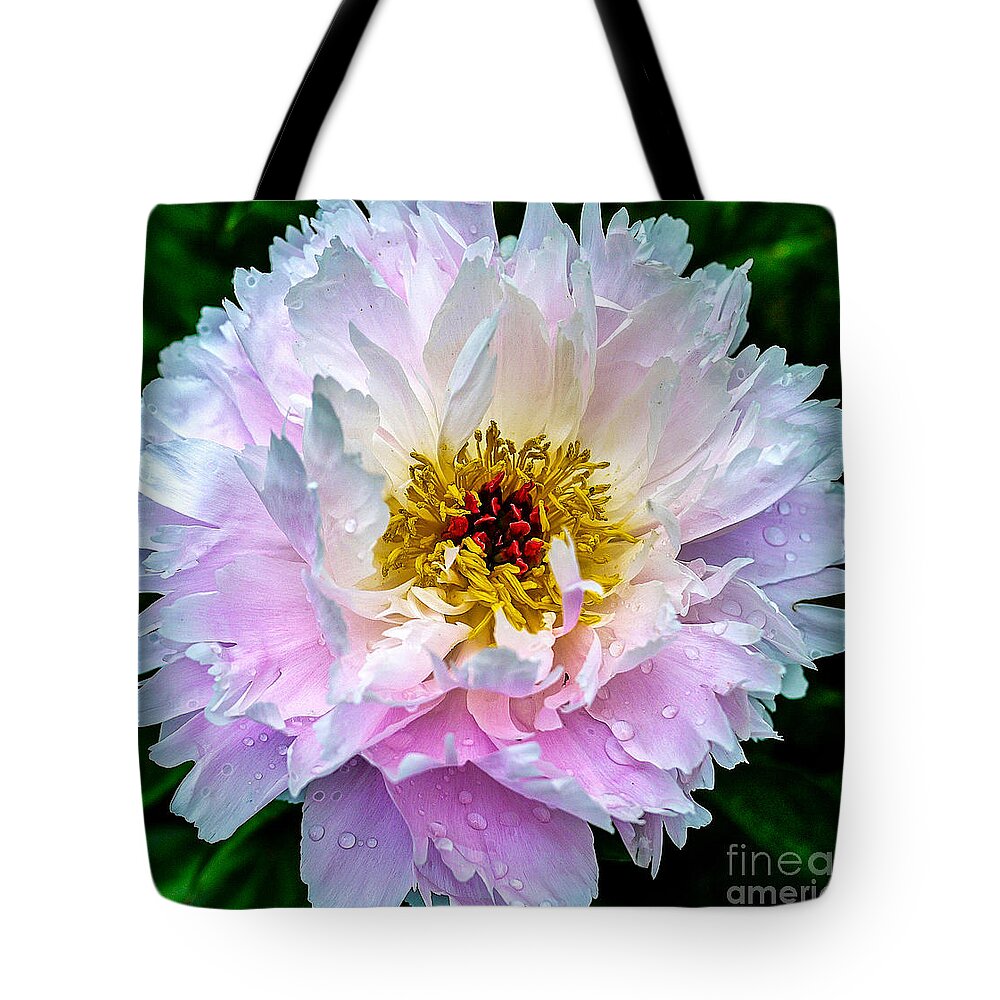Peony Tote Bag featuring the photograph Peony Flower by Edward Fielding