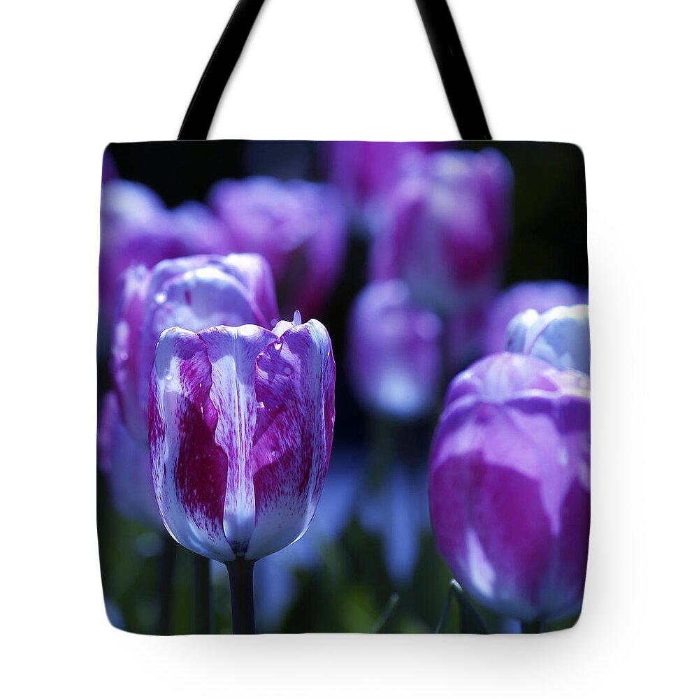 Tulips Descanso Gardens Tote Bag featuring the photograph Peppermint Candies by Joe Schofield