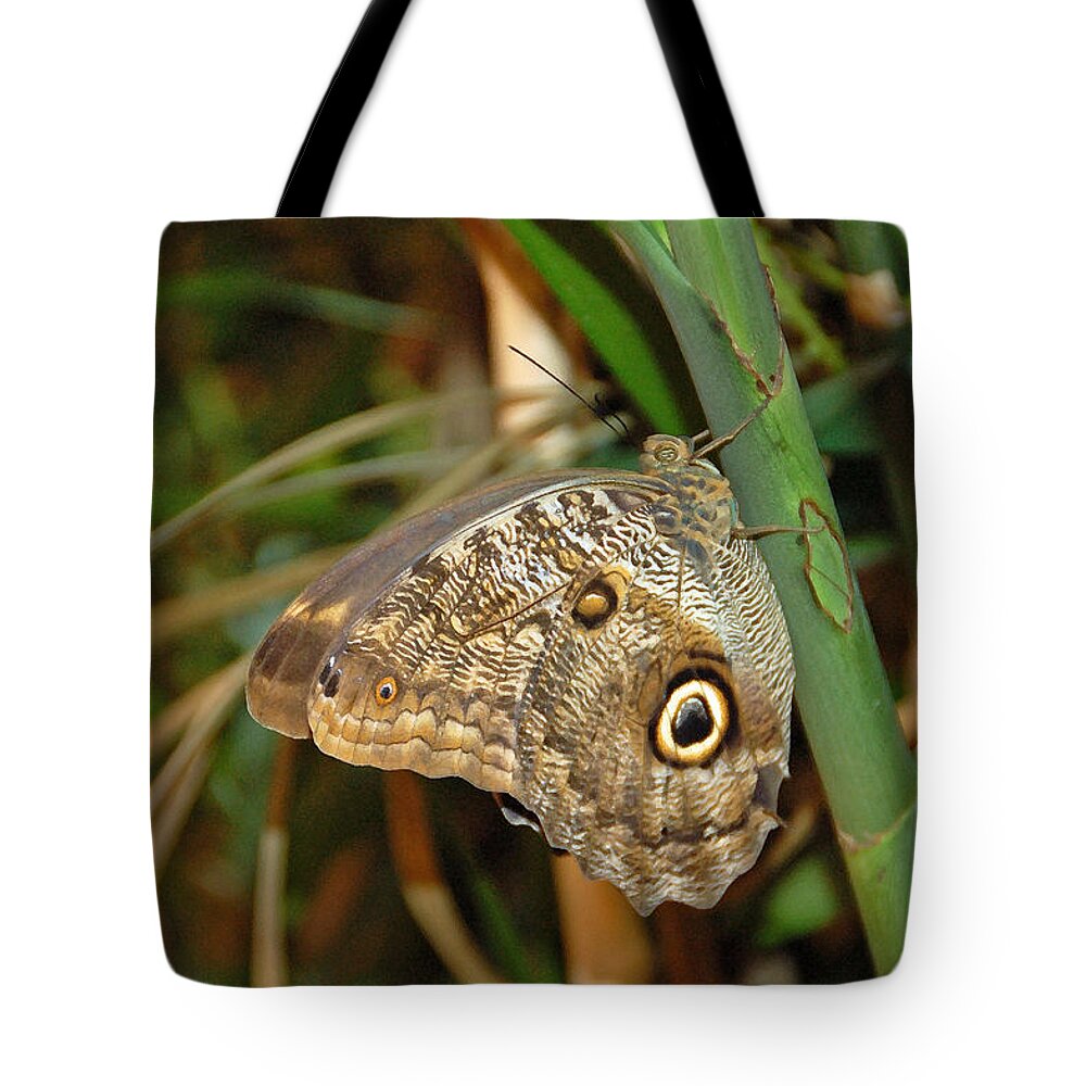 Butterfly Tote Bag featuring the photograph Perched by Aimee L Maher ALM GALLERY