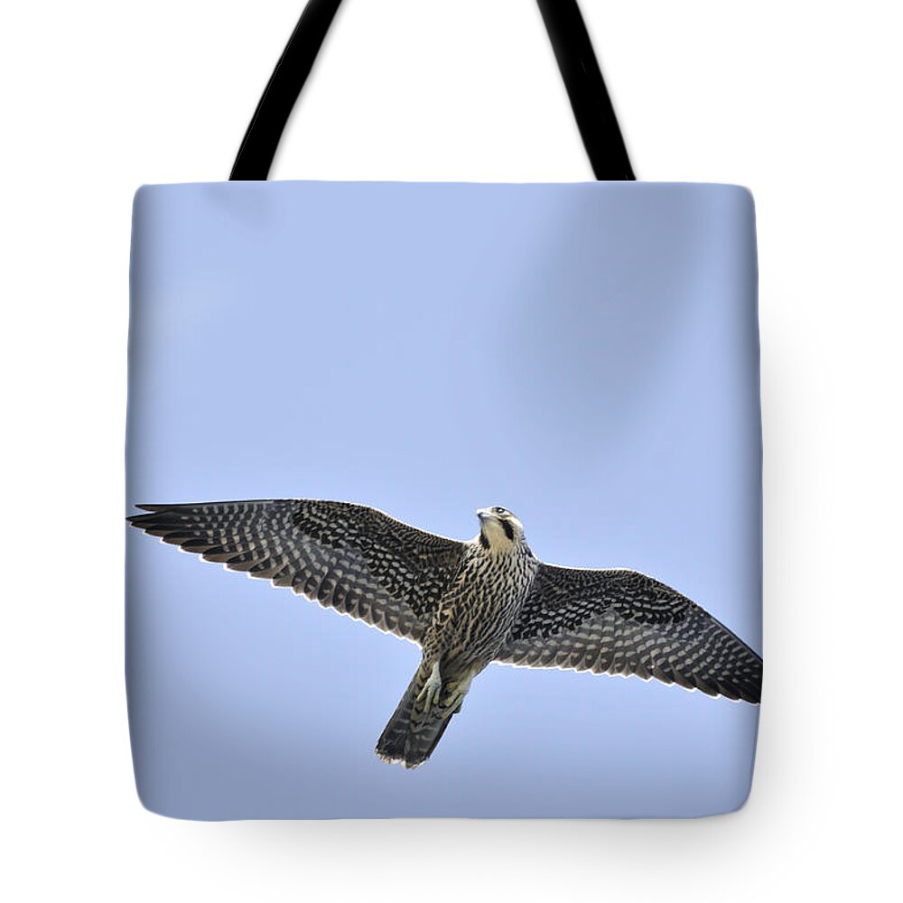 Falcon Tote Bag featuring the photograph Peregrine Falcon in Flight by Bradford Martin