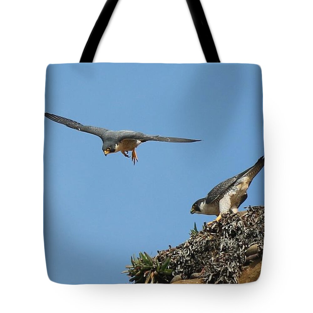 Peregrine Tote Bag featuring the photograph Peregrine Falcons - 6 by Christy Pooschke