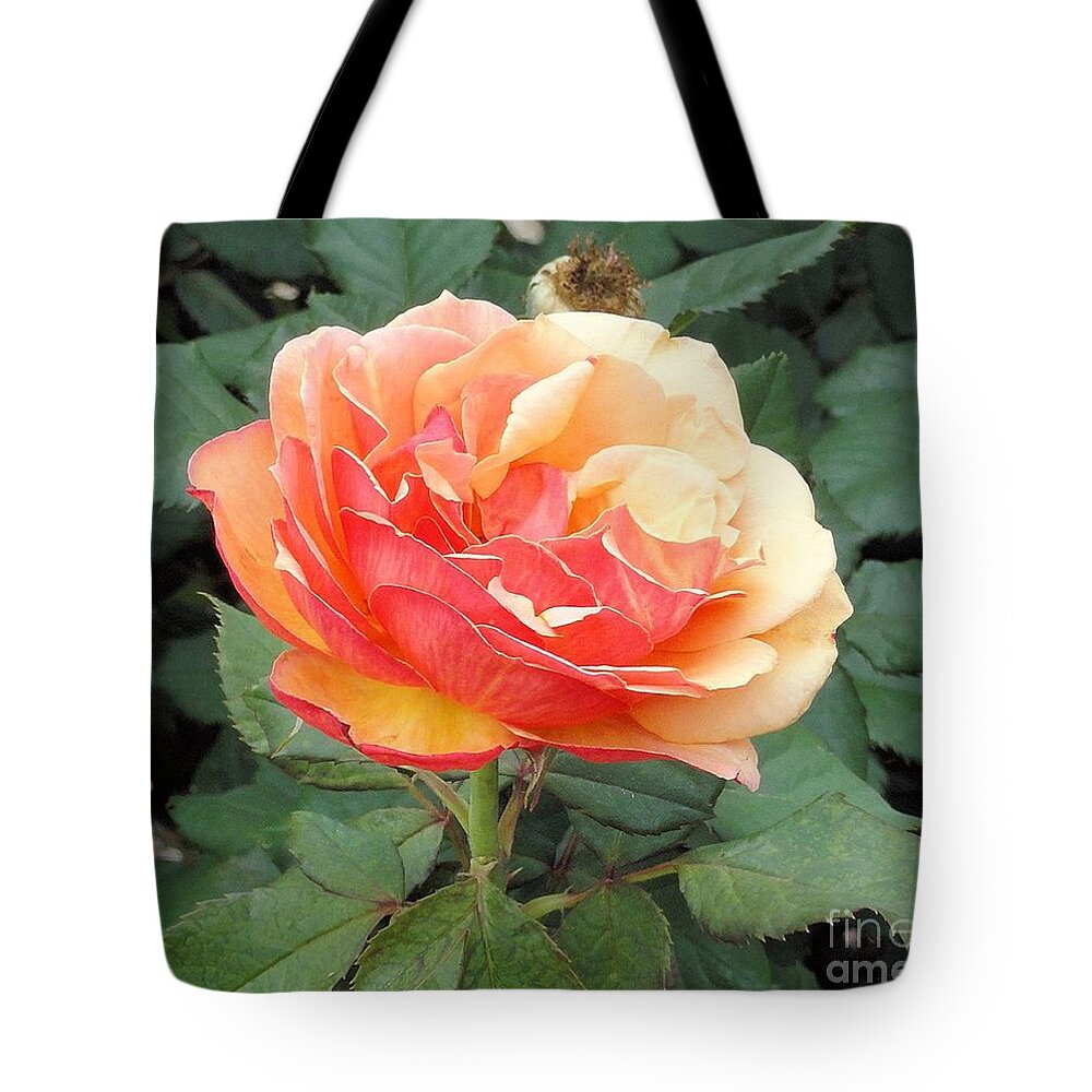 Rose Tote Bag featuring the photograph Perfect Rose by Janette Boyd