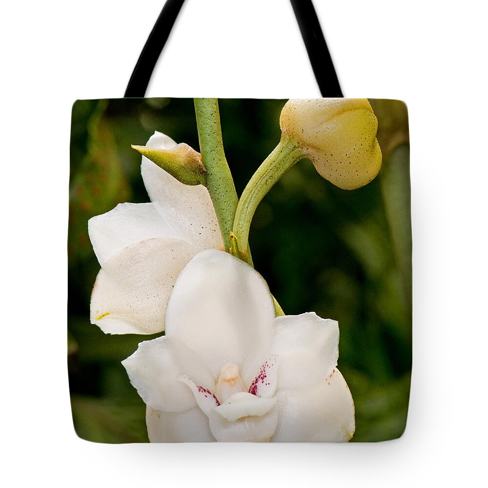 Flower Tote Bag featuring the photograph Peristeria Elata by Millard H. Sharp