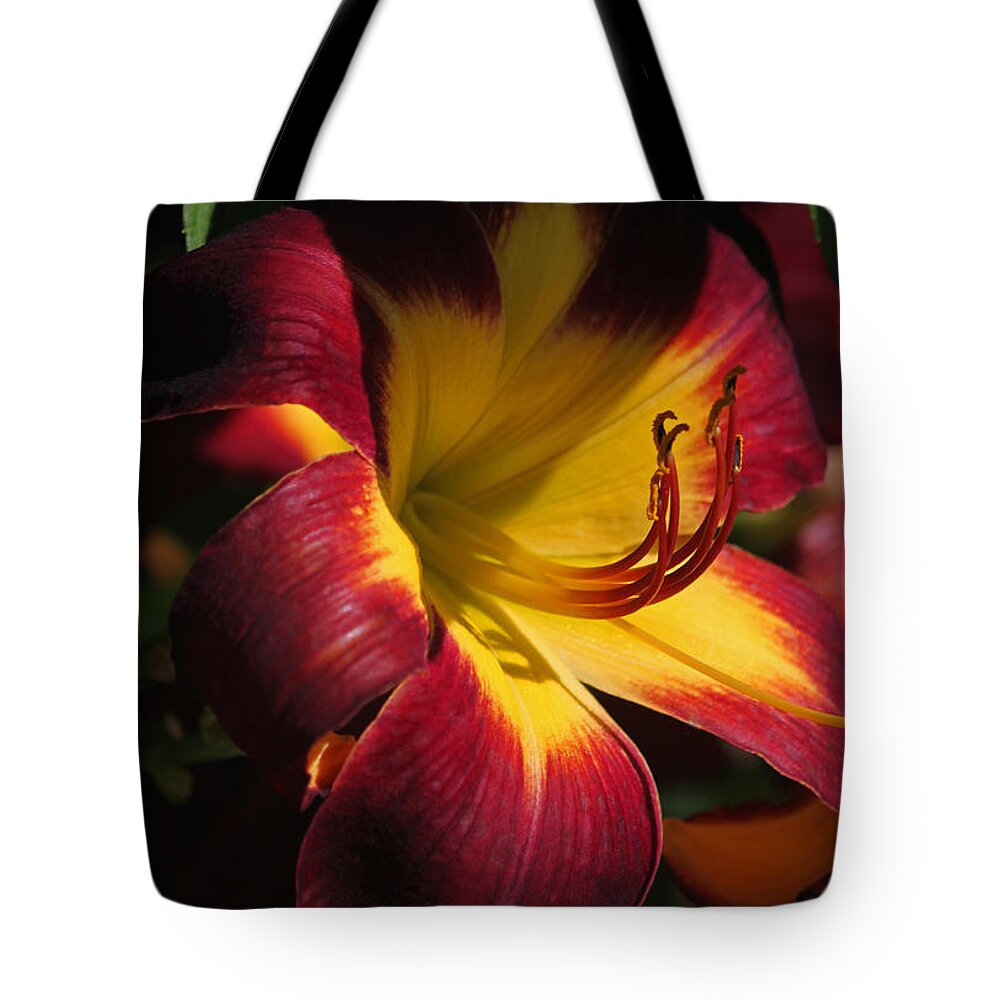 Photograph Tote Bag featuring the photograph Persian Ruby Day Lily II by Suzanne Gaff