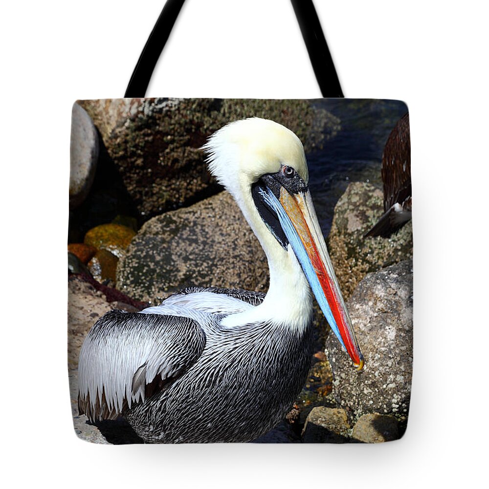 Pelican Tote Bag featuring the photograph Peruvian Pelican by James Brunker