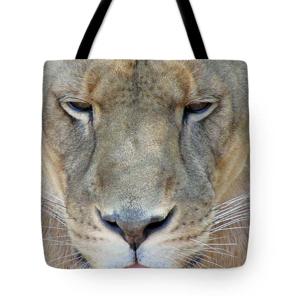 Lion Tote Bag featuring the photograph Pfft by Jamie Smith