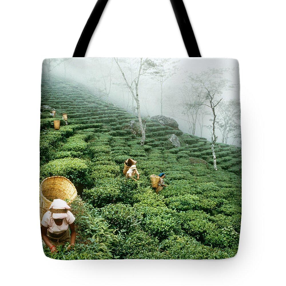 Agricultural Tote Bag featuring the photograph Picking Tea by George Holton