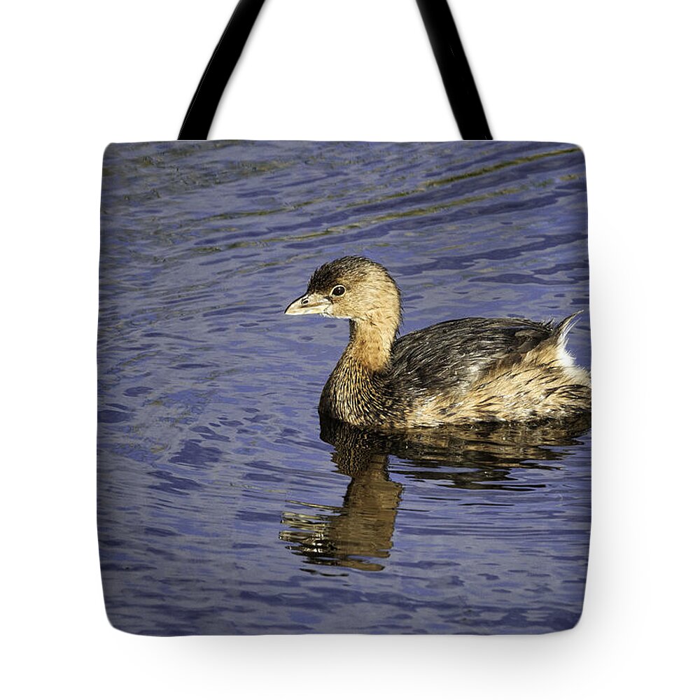 Bird Tote Bag featuring the photograph Pied-billed Grebe by Fran Gallogly