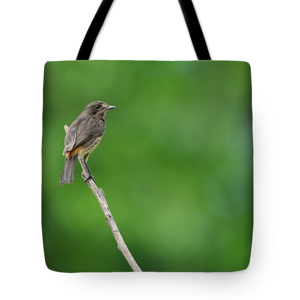 Animal Themes Tote Bag featuring the photograph Pied Bushchat by Poorna Kedar