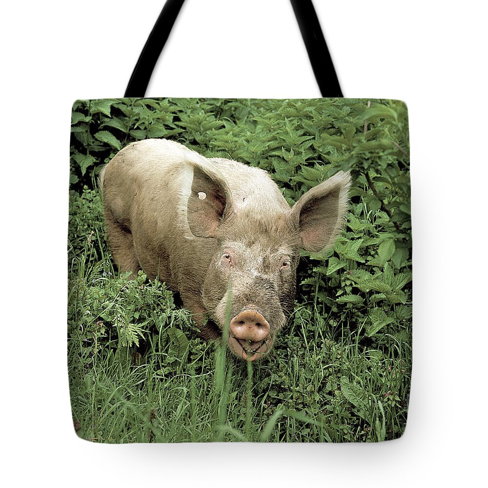 Fauna Tote Bag featuring the photograph Pig by Tierbild Okapia