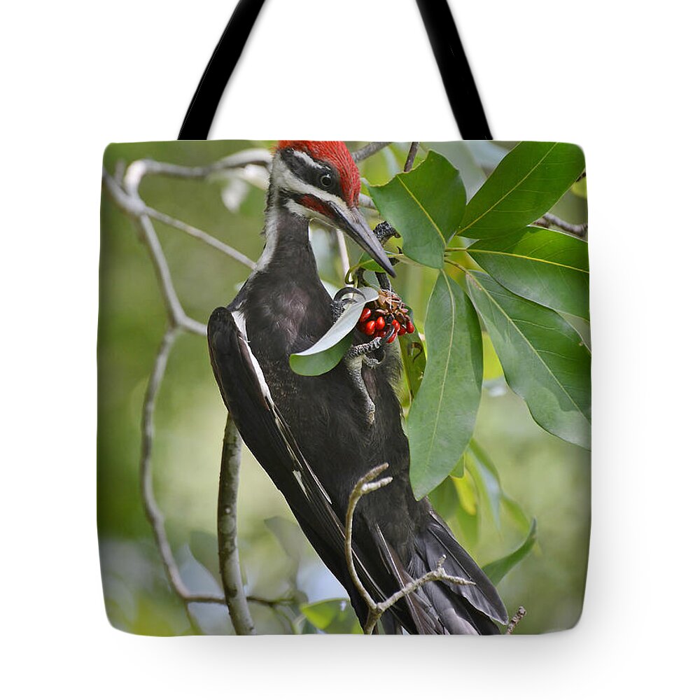 Woodpecker Tote Bag featuring the photograph Pileated Woodpecker by Kathy Baccari
