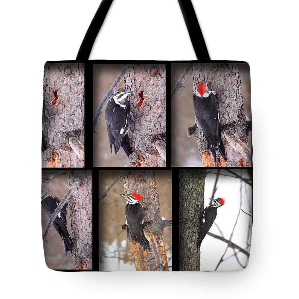 Pileated Woodpecker Collage Tote Bag featuring the photograph Pileated Woodpecker by PJQandFriends Photography