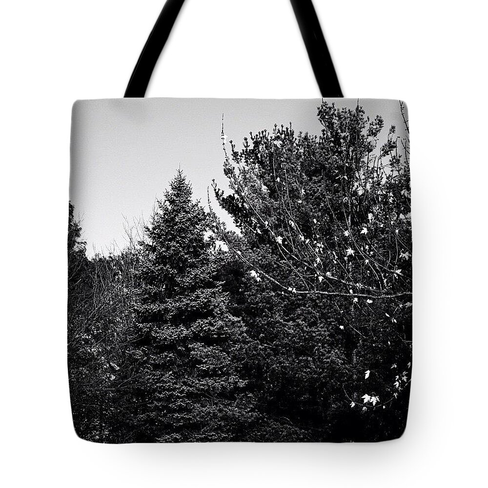 Trees Tote Bag featuring the photograph Pine And Leaves - Monochrome by Frank J Casella