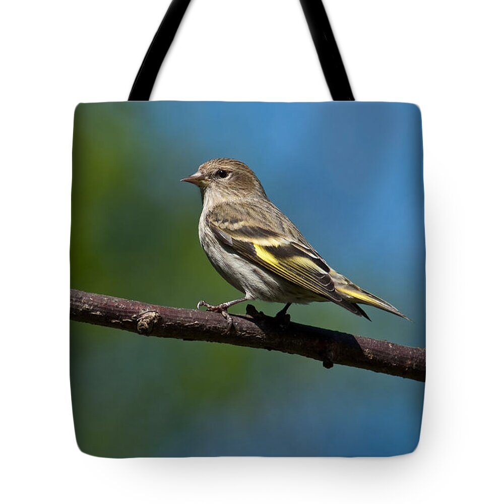 Animal Tote Bag featuring the photograph Pine Siskin Perched on a Branch by Jeff Goulden