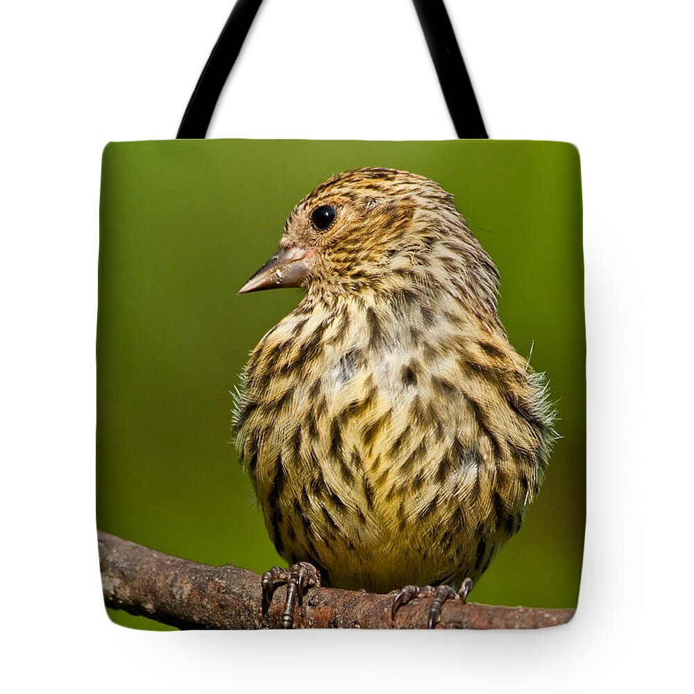 Animal Tote Bag featuring the photograph Pine Siskin With Yellow Coloration by Jeff Goulden