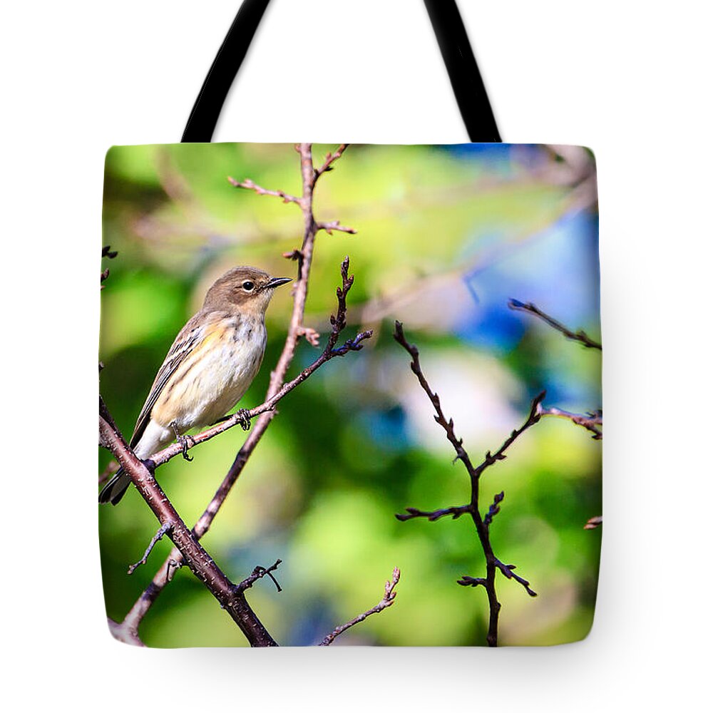 Pine Warbler Tote Bag featuring the photograph Pine Warbler by Ben Graham