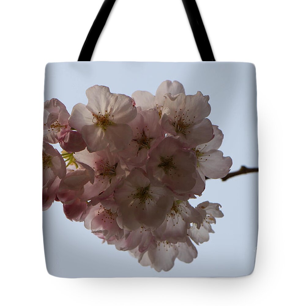 Pink Cherry Blossom Dream Tote Bag by Better HOME